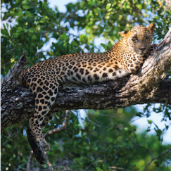 YALA NATIONAL PARK